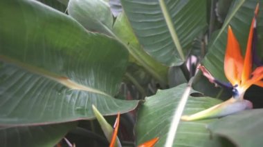 Tropikal strelitzia çiçekleri yaklaşır ve yaprakların üzerinde kayarak uzaklaşır.