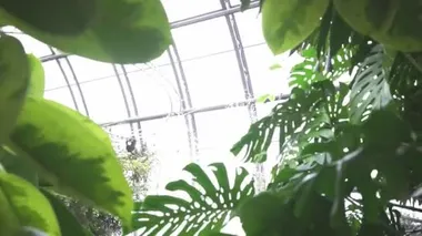 Monstera yaprakları arasında bir çeşme üzerinde tepeden tırnağa görünüm