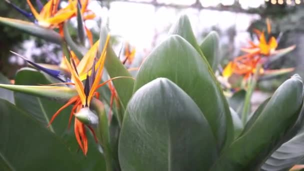 Tropische Pflanzenblüte Von Strelitzien Mit Einem Brunnen Hintergrund — Stockvideo
