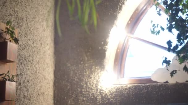 Une Fenêtre Arc Ornée Plantes Dans Une Orangerie — Video