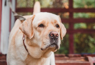 Labrador köpeği sahibini bekliyor.