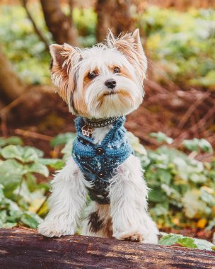 Ormanda yürürken ceketli bir kunduz Yorkshire Terrier köpeği bir kütüğün üzerinde duruyor ve kameraya bakıyor.