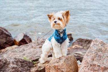  Bir kunduz Yorkshire Terrier köpeği göldeki kaldırım taşlarının üzerinde duruyor ve uzaklığa bakıyor.