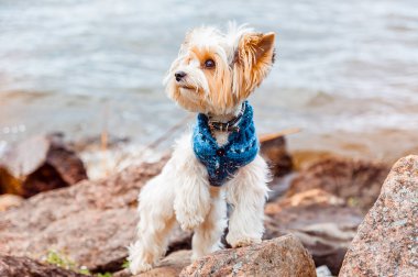 Bir kunduz Yorkshire Terrier köpeği denizin arka planında, taştan bir sahilde duruyor.