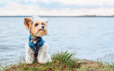Kıyafetli bir kunduz Yorkshire Terrier köpeği gölün kenarına oturur ve uzaklara bakar.