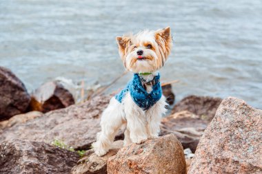 Kunduz Yorkshire Terrier köpeği suyun arka planında taş bir sahilde duruyor ve dilini gösteriyor.