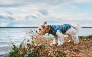 Kunduz yavrusu Yorkshire Terrier köpeği Cape 'de duruyor ve gölün arka planındaki çimenleri kokluyor.