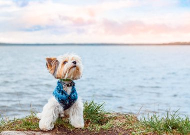 Kunduz Yorkshire Terrier köpeği akşamleyin gölün kenarında oturuyor güzel bir günbatımının arka planında