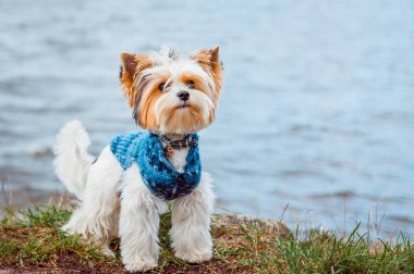 Kunduz Yorkshire Terrier köpeği sahilde yürürken, suya karşı duruyor.