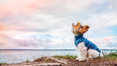 Bir kunduz Yorkshire Terrier köpeği gölde oturuyor ve gün batımını seyrediyor.