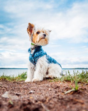 Kunduz Yorkshire Terrier köpeği ceketiyle gölde oturuyor ve sağa bakıyor.