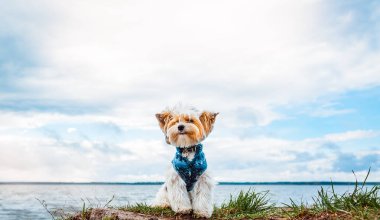 Bir kunduz Yorkshire teriyeri köpek yavrusu göl kenarında oturuyor ve gülümsüyor.