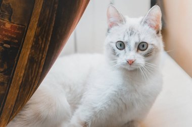Pencerenin altında sana bakan sevimli beyaz bir kedi var.