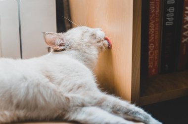 a white siamese point lynx cat licking the bookcase wall clipart