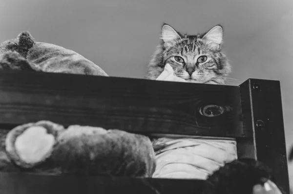Gato Mesa Olha Para Você Uma Cama Loft Preto Branco — Fotografia de Stock