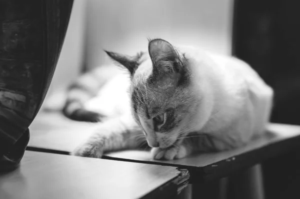 Een Witte Siamese Punt Lynx Kat Het Controleren Van Haar — Stockfoto