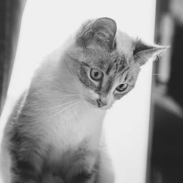 Siamský Rys Kočka Dívá Dolů Světlém Pozadí — Stock fotografie