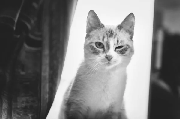 Siamês Ponto Lince Gato Piscando Com Uma Cortina Fundo — Fotografia de Stock