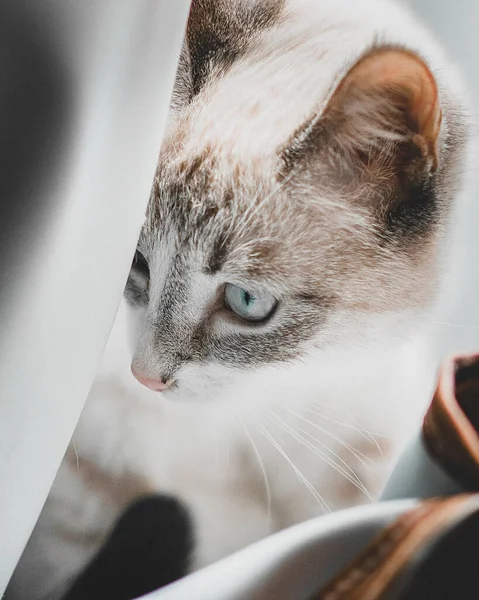 Een Siamese Punt Lynx Kat Liggend Sierlijk Gordijnen — Stockfoto