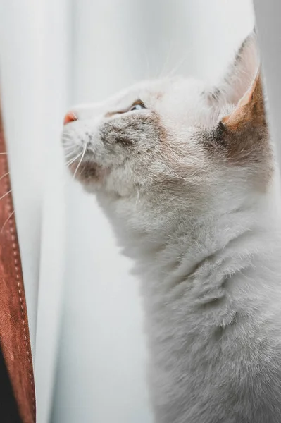 Profiel Van Een Siamees Punt Lynx Kat Omhoog Kijkend Witte — Stockfoto