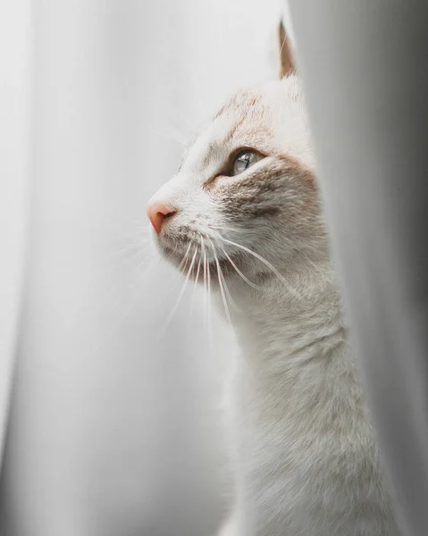 Perfil Gato Lince Ponto Siamês Nas Cortinas Brancas — Fotografia de Stock