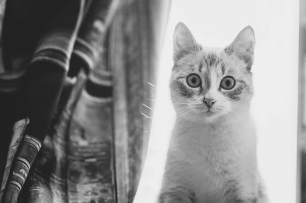 Сиамская Точка Lynx Кошка Сидящая Занавеской Заднем Плане Черно Белом — стоковое фото