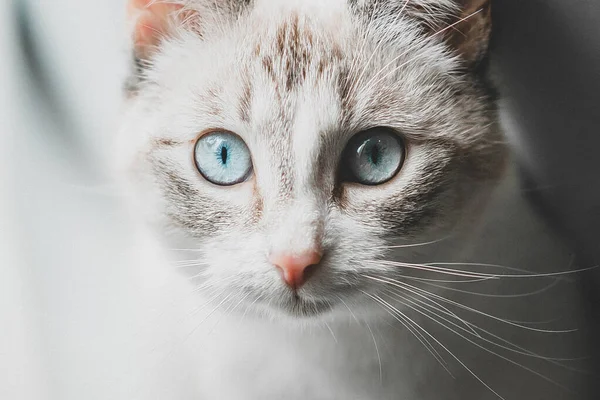 Närbild Porträtt Söt Vit Katt Siamesiska Punkt Lodjur Ras — Stockfoto