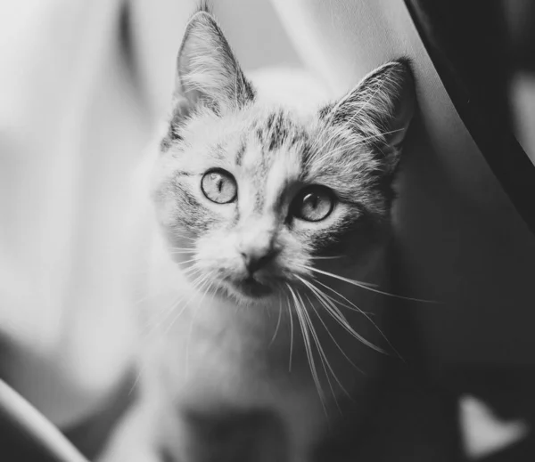 Eine Siamesische Pointlynx Katze Schaut Dich Den Weißen Vorhängen — Stockfoto