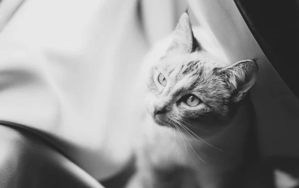 Punto Siamese Lince Gatto Cercando Scontroso Nelle Tende Bianche — Foto Stock