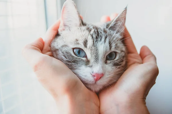 Palma Sua Mão Está Acariciando Bochecha Gato Cabeça Como Gato — Fotografia de Stock