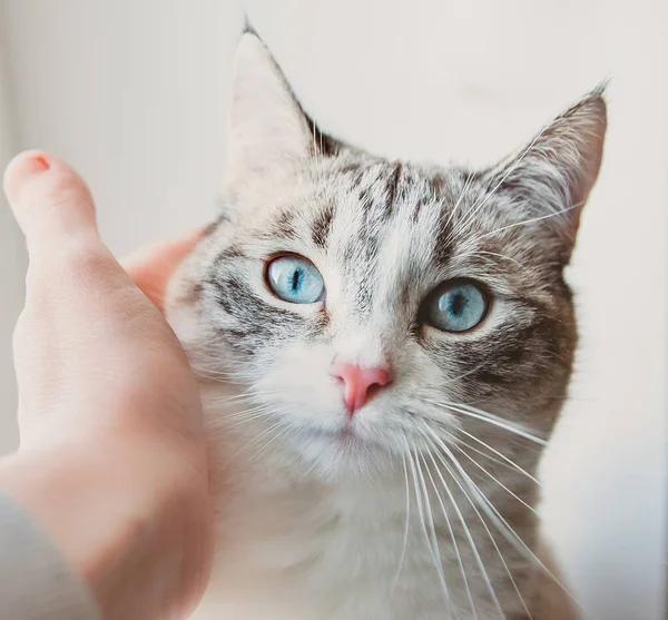 Domesticación Del Gato Lince Siamés — Foto de Stock