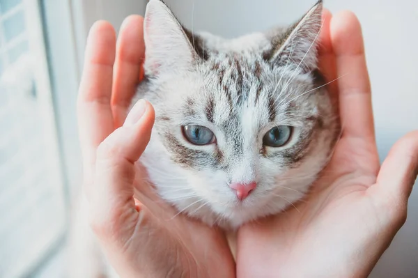 Masseer Slapen Van Het Hoofd Van Kat Met Duim — Stockfoto