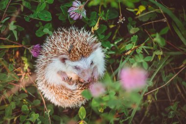 Kıvırcık kirpi, yaz çimenlerindeki çiçeğin kokusunu alır.