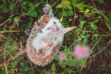 Şirin bir kirpi yonca çayırındaki çimlere pençesini çekiyor.