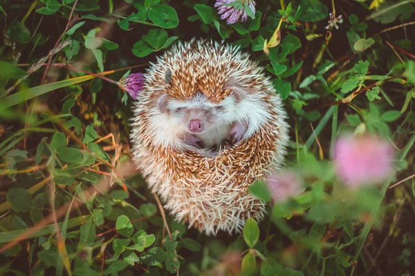 Muzzle Hedgehog Curled Ball Summer Grass — Stock Photo, Image