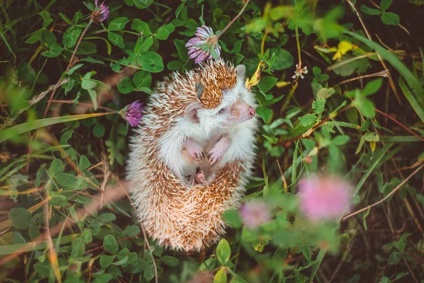 Ježek Ležící Jeteli Zádech Páchnoucí Trávou — Stock fotografie