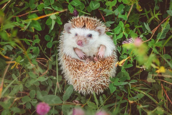 Hérisson Couché Dans Herbe Cachant Son Ventre — Photo