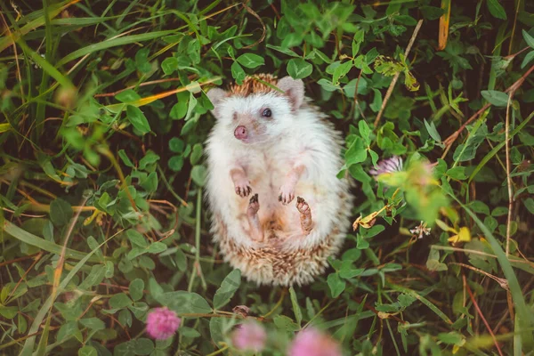 Hedgehog Lying Clover Looking You Curious — Stock Photo, Image