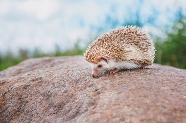 Bulanık orman arka planında bir taşın üzerinde duran sevimli bir kirpi.