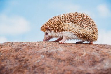 a hedgehog standing on a stone on a blurred sky background clipart