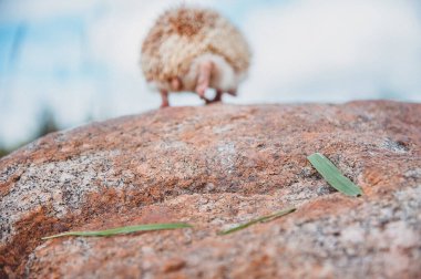 Dokulu bir taşın üzerinde çimen parçaları ve bulanık bir şekilde kaybolan bir kirpi.