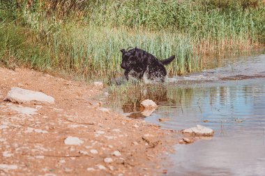 Labrador Retriever cinsinden siyah bir köpek göletten su sıçratarak kaçıyor. 