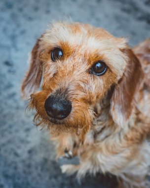 Evlat edinilmiş kızıl bir köpeğin portresi.