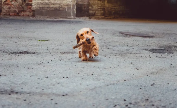 かわいいダックスフントの生姜犬が庭に棒で走っています — ストック写真