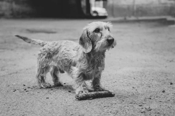 かわいいダックスフントの犬が庭で遊びながら棒を持ってきて — ストック写真