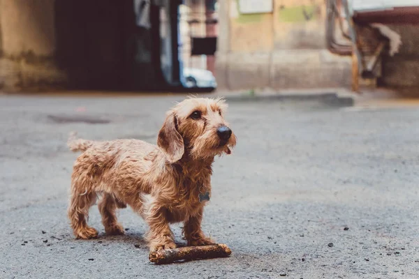 Симпатичная Собака Имбирь Принесла Палку Время Игры Дворе — стоковое фото