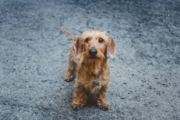 Cane Zenzero Adottato Sull Asfalto Cortile — Foto Stock