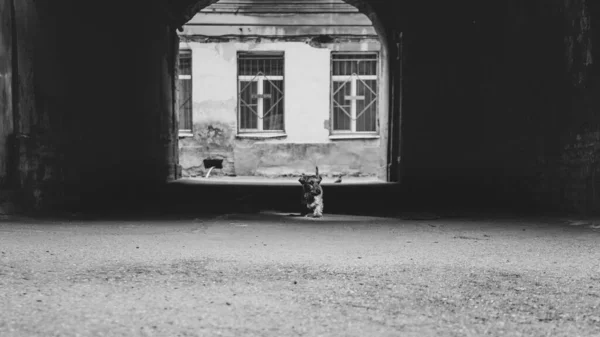 一只狗穿过院子里的拱门 — 图库照片