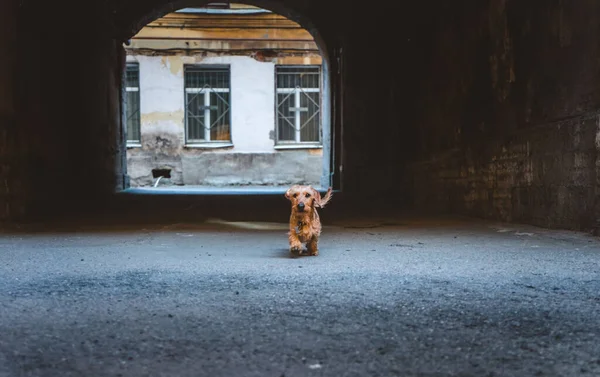 Собака Сбежала Арки Дворе — стоковое фото