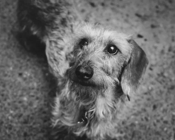 Симпатичная Собака Стоящая Асфальте Черно Белом Цвете — стоковое фото